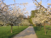Bild 24 Der Weg gleich vorm Haus im Mai - Bild 24: XXL-Apartment - Große sonnige Ferienwohnung Berlin Gatow 70m²