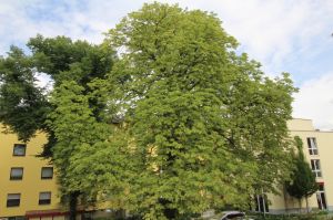 Bild 17: Appartement "Orchidee" City Berlin