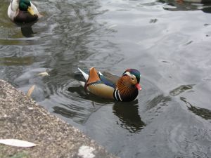 Bild 26: Domizil Neu Venedig .....ihre Ferienwohnung im Südosten Berlins
