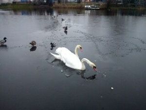 Bild 1: Ferienwohnung - Gästezimmer Wegner